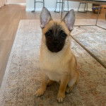 Un Pom-A-Pug au pelage fauve et au museau noir, assis sur un tapis et regardant la caméra