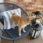 Un Pom-A-Pug au pelage fauve, sur une chaise 