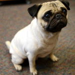 Un Pom-A-Pug au pelage bicolore, assis sur un tapis