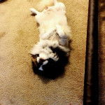 Un Pom-A-Pug au pelage bicolore noir blanc, allongé sur un tapis et semblant jouer