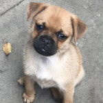 Un Pom-A-Pug au pelage bicolore, assis sur une surface goudroné et regardant la caméra 