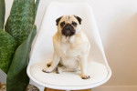 Un Pom-A-Pug assis sur une chaise et regardant vers la caméra