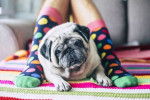 Un Pom-A-Pug, allongé sur un tapis  entre les jambes d'une personne