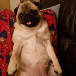 Un Pom-A-Pug au pelage blanc et au masque noir, tirant légèrement la langue et regardant la caméra