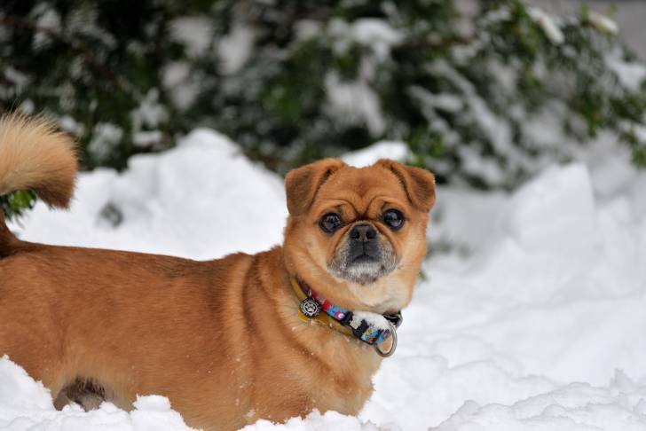 Un Pom-A-Pug au pelage fauve, portant un collier multicolore, debout dans de la neige