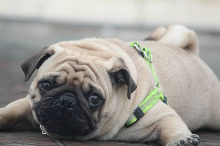 Un Pom-A-Pug au pelage blanc et au masque noir, allongé sur une voie bitumé et portant un harnais