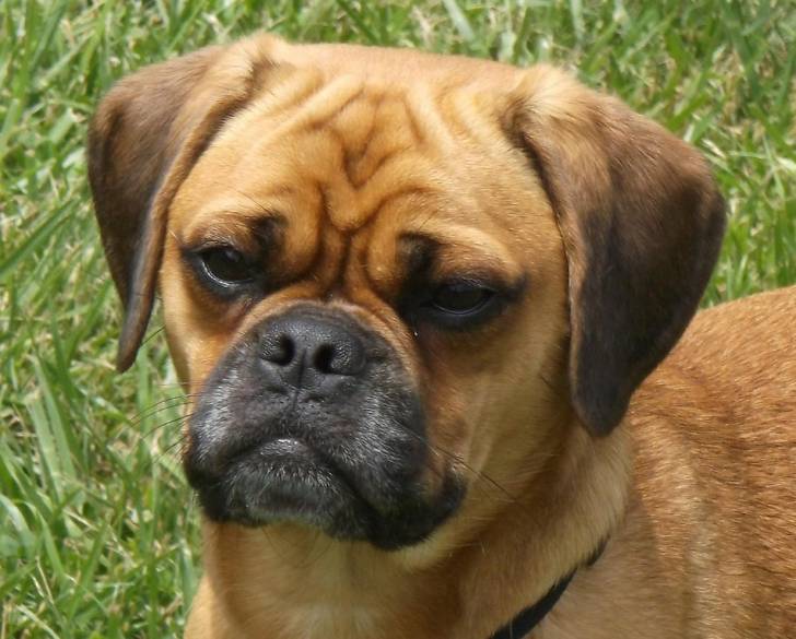 Un gros plan d'un Pom-A-Pug au pelage fauve, se tenant debout dans de l'herbe