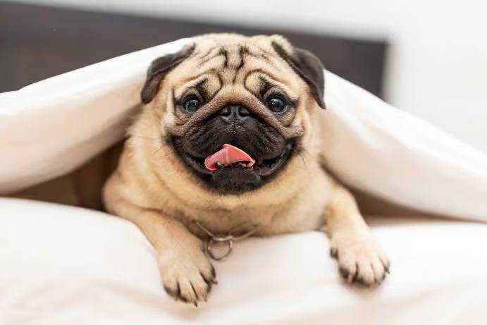 Gros plan d'un Pom-A-Pug allongé sous une couverture, et tirant la langue 
