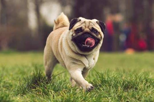 Un Pom-A-Pug marchant sur un terrain herbeux et se léchant le museau