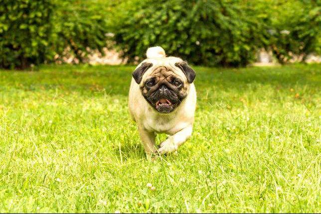 Un Pom-A-Pug courant sur un terrain herbeux et semblant venir vers la caméra