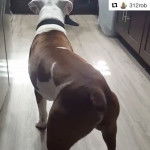 Un Bulloxer à pelage bicolore de dos, portant un collier autour du cou, est debout et semble fixer un objectif.