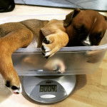 Un Bulloxer au pelage fauve et blanc, allongé dans une balance, semblant détendu