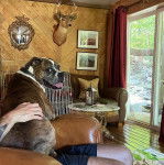 Un Bulloxer détendu dans les bras de son propriétaire et porte un collier autour de son cou.