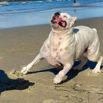  Un Bulloxer à la fourrure blanche, debout dans le sable et qui semble jouer.