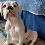 Un Bulloxer de pelage bicolore assis sur un tapis et qui fixe la caméra 