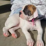 Un petit Bulloxer de pelage blanc et fauve allongé, portant un collier.