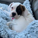 Un Bulloxer au pelage bicolore allongé et qui regarde la caméra