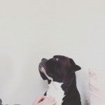 Un Bulloxer au pelage noir et blanc assis et qui semble se faire caresser par son propriétaire.