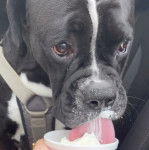 Un Bulloxer de pelage bicolore, assis et qui lèche une glace.