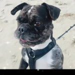 Un Bulloxer au pelage bicolore debout et portant un harnais noir.