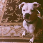 Un Bulloxer de pelage blanc assis et qui porte un collier autour du cou 