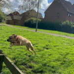 Un Bulloxer de pelage fauve qui semble sauter par-dessus un mur en bois et porte un collier bleu.