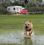 Un Bulloxer de pelage bicolore qui court dans l'eau 