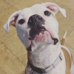 Un Bulloxer assis sur un sol carrelé et qui porte un collier autour du cou 