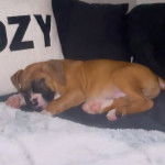 Un Bulloxer allongé et qui semble dormir 