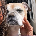 Un Bulloxer de pelage bicolore , qui fixe la caméra