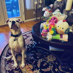 Un Bulloxer de pelage bicolore assis sur un tapis et portant un collier autour du cou 