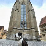 Un Bulloxer bicolore assis sur un sol pavé et qui porte un collier au cou