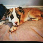 Un Bulloxer de pelage tricolore allongé et qui fixe la caméra 