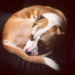 Un Bulloxer à pelage tricolore enroulé, qui semble détendu.