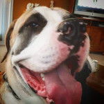  Photo d’un Bulloxer au pelage bicolore, dont la langue pend hors de sa bouche.
