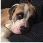 Un Bulloxer de pelage blanc et fauve allongé et qui semble fatigué