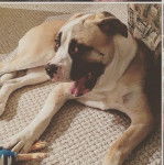 Un Bulloxer allongé et ouvrant légèrement sa gueule 