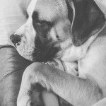 Un Bulloxer allongé et qui semble dormir 