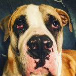 Gros plan d'un Bulloxer de pelage bicolore assis en levant les yeux vers le haut 