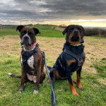 Deux Bulloxer assis sur une surface herbacée et qui porte tous les deux des harnais.