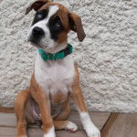 Un Bulloxer assis sur une plateforme en bois et porte un collier autour du cou