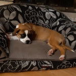 Un Bulloxer allongé sur un canapé et qui semble détendu