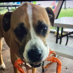 Un Bulloxer debout sur ses quatre pattes, avec un crabe dans la gueule