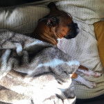 Un Bulloxer de pelage bicolore allongé sous une couette et qui semble dormir 