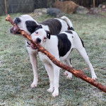  Deux Bulloxers sont debout sur une surface en gazon, tenant tous les deux un bâton dans leur gueule. L’un d’eux porte un collier autour du cou.