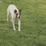 Un Bulloxer de pelage bicolore debout sur une pelouse et qui à sa gueule légèrement ouverte