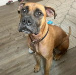 Un Bulloxer de pelage fauve assis sur un sol carrelé et portant un collier au cou 