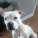 Un Bulloxer de pelage blanc assis et qui regarde la caméra