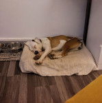 Un Bulloxer allongé sur sa couchette et qui semble dormir 