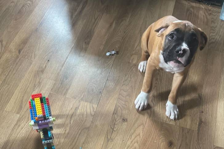 Un Bulloxer de pelage fauve et blanc assis sur un sol en bois et qui fixe la caméra 